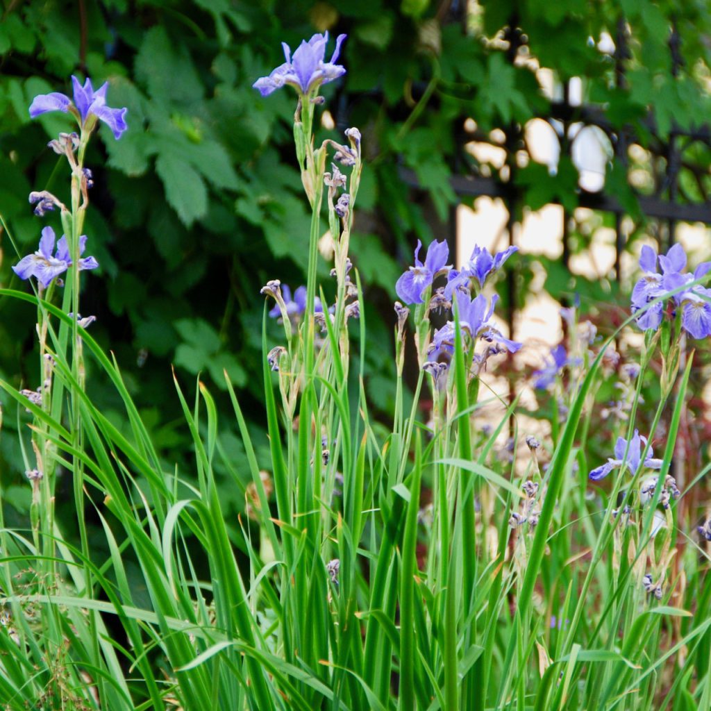 Iris japonica blühend